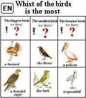 Whist of the birds is the most (N)
